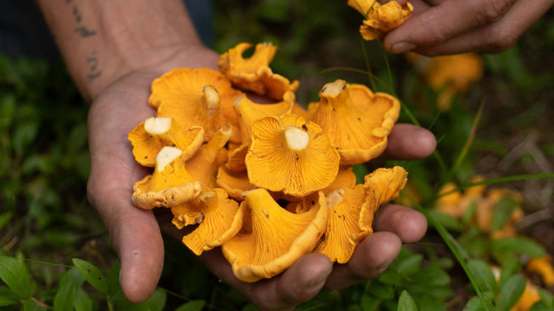 Johnny Ortiz Forages And Raises Food For A Unique Dining Experience