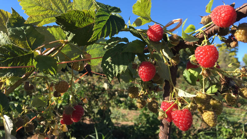 Five Things To Do This Weekend In New Mexico Since its inception, the raspberry pi has remained amazingly affordable while also becoming more. weekend in new mexico