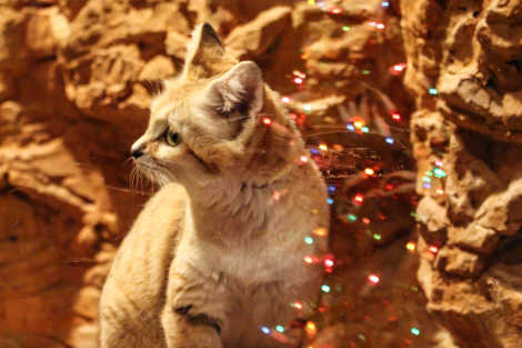 Holiday Trail of Lights_Chattanooga Zoo Holiday Lights