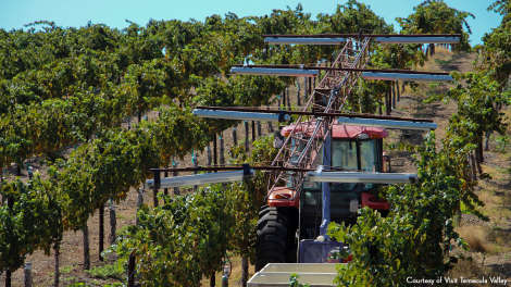 Harvesting Grapes in Temecula Valley (Day)