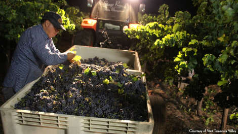 Harvesting Grapes In Temecula Valley (Night)