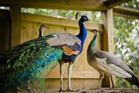 Andalusia's Peacocks