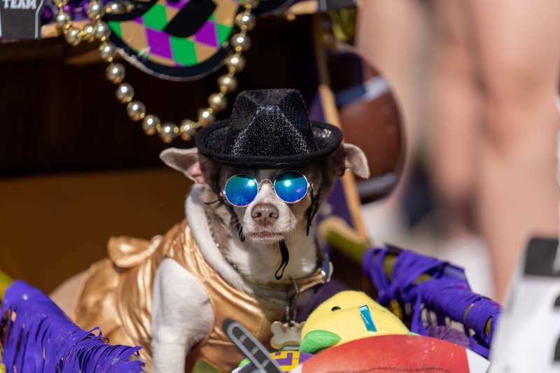 Krewe du Pooch Parade 2022 Mandeville, LA 70448 March 5, 2022