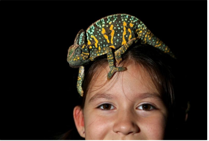 HERPS Slidell Exotic Reptile and Pet Show Slidell, LA 70461 July 20