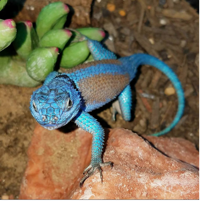 HERPS Slidell Exotic Reptile and Pet Show Slidell, LA 70461 July 20