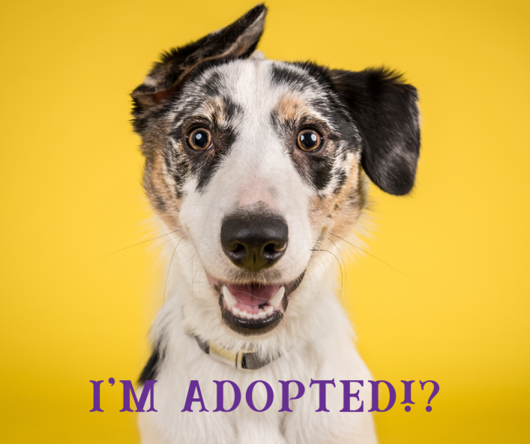 Krewe du Pooch Parade Mandeville, LA 70448 February 29, 2020