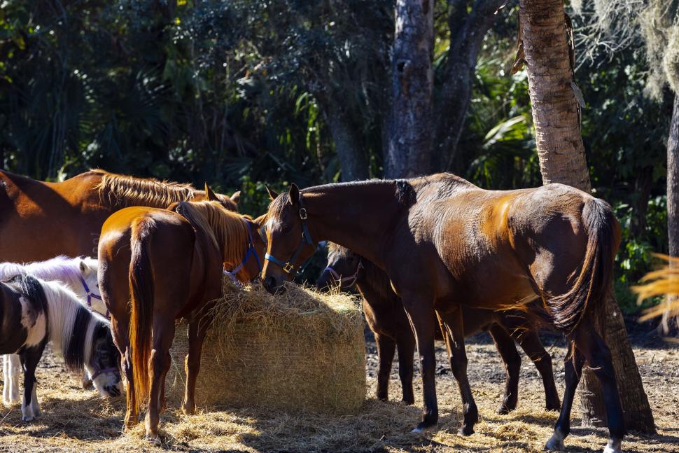 HorsePower for Kids & Animal Sanctuary
