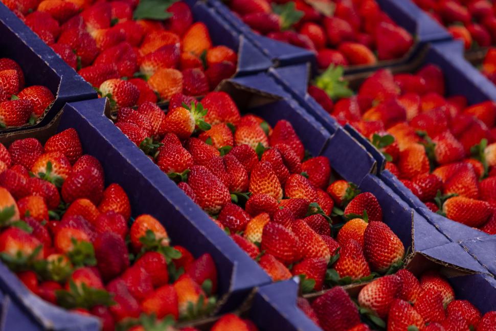 Florida Strawberry Festival