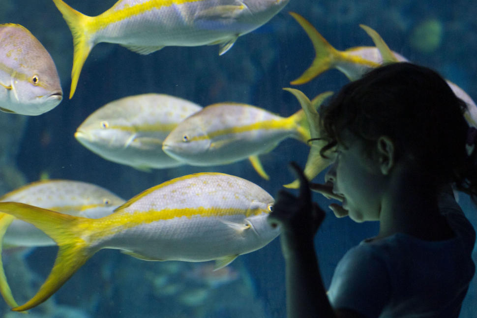 The Florida Aquarium