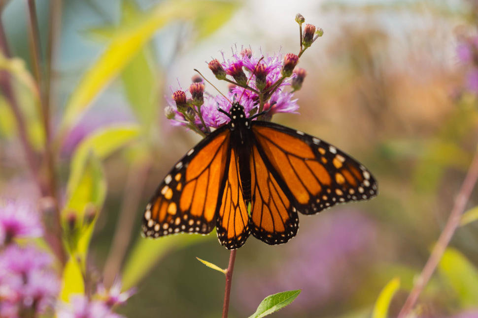 Butterfly Tampa