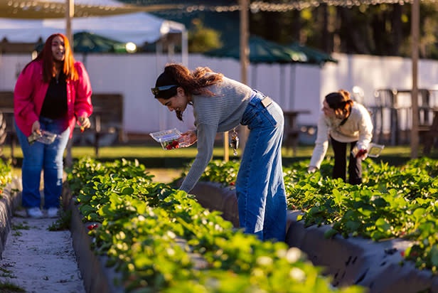 Strawberry U-Pick Season is Here!