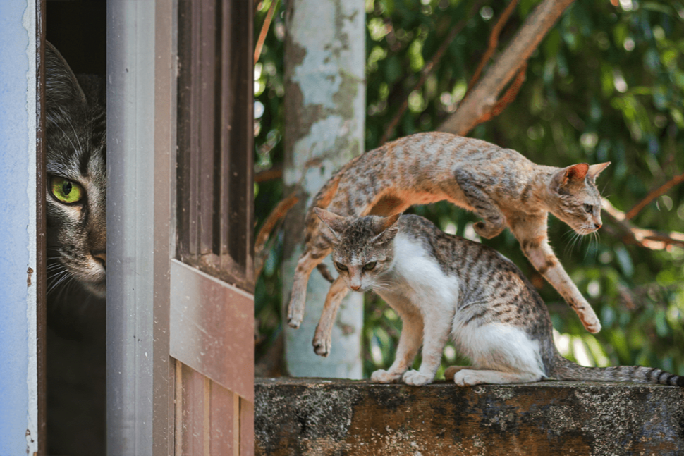 CatVideoFest (2026)