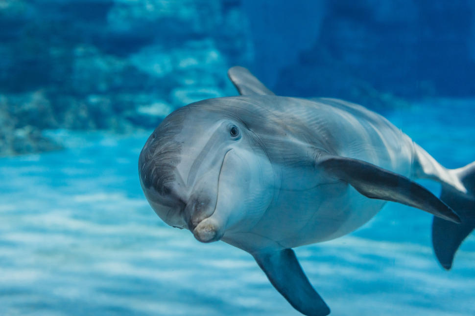 Clearwater Marine Aquarium