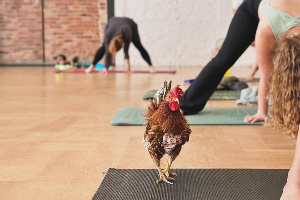 CHICKEN YOGA WITH YOGA LOFT TAMPA