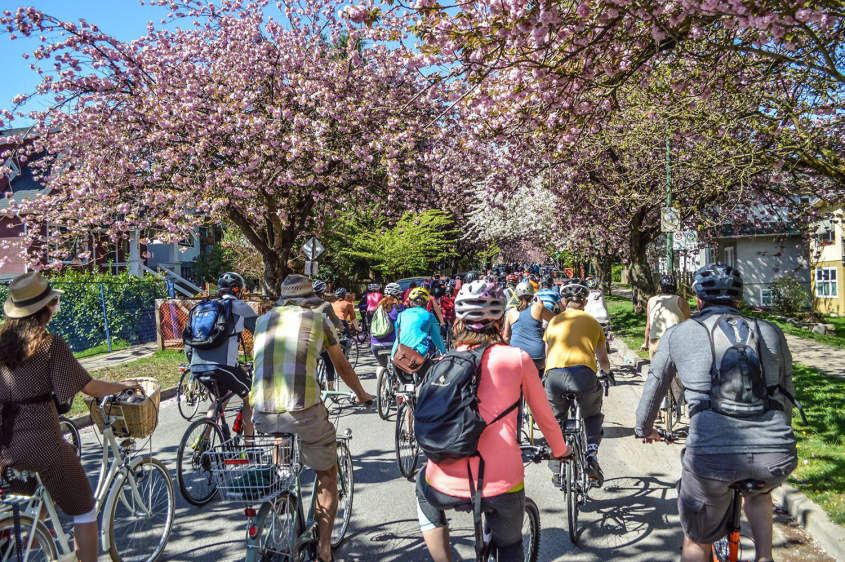 Unique Vancouver Experiences Bike The Cherry Blossoms