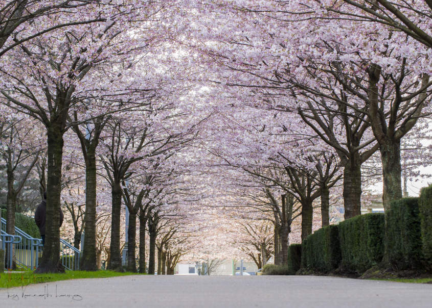 Ultimate Guide to Viewing Cherry Blossoms in Japan