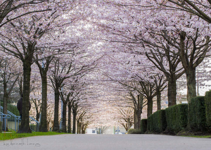 Here's When Vancouver Cherry Blossoms Will Reach Peak Bloom