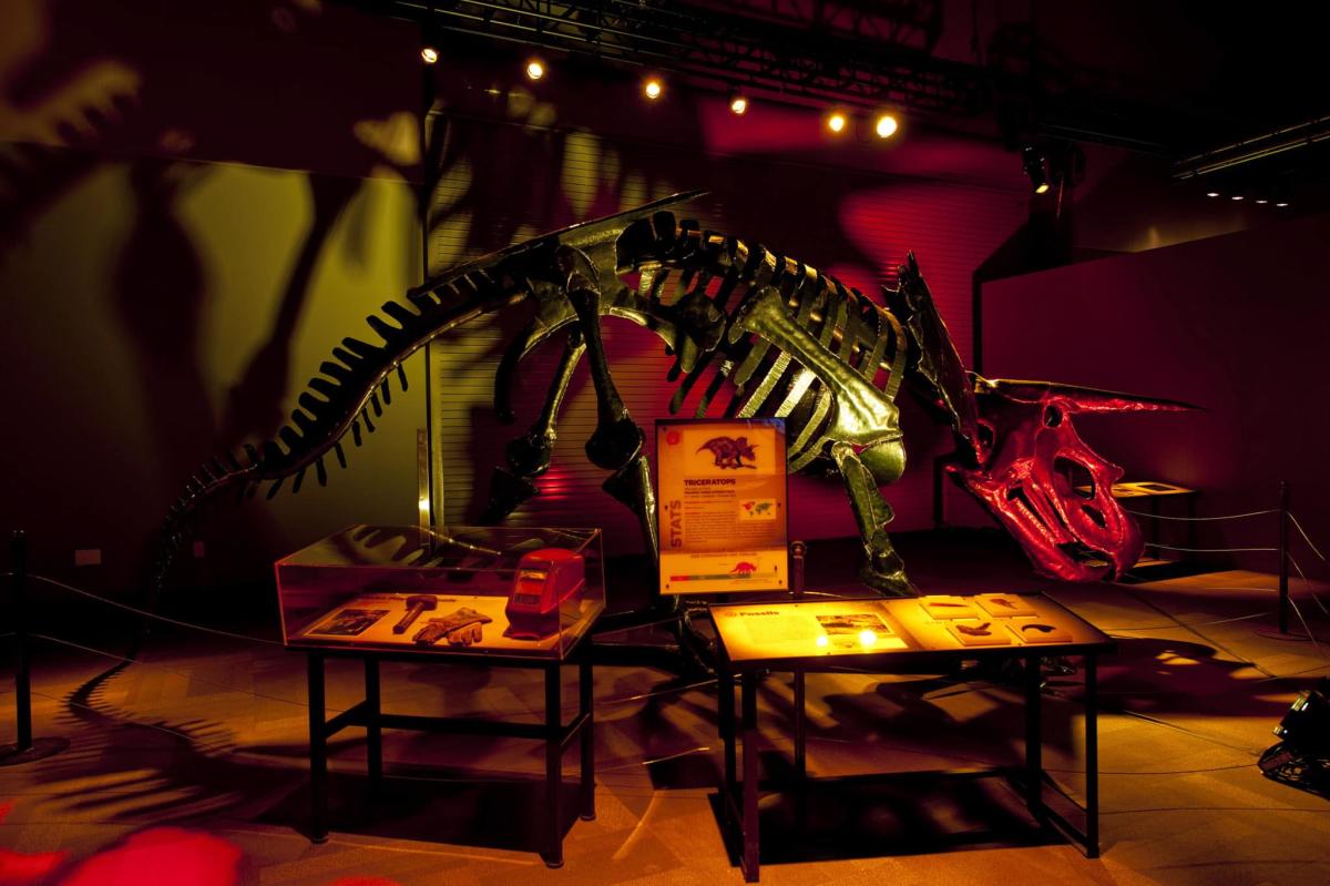 Triceratops_Entire-View-scaled