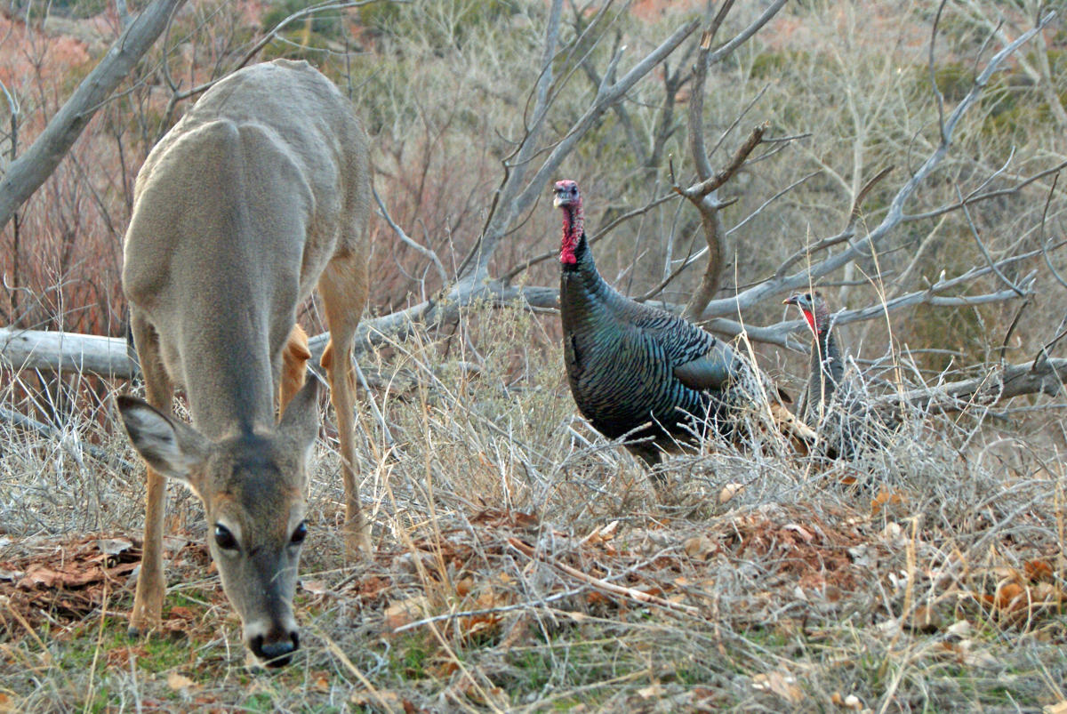 Black Kettle and McClellan Creek National Grasslands