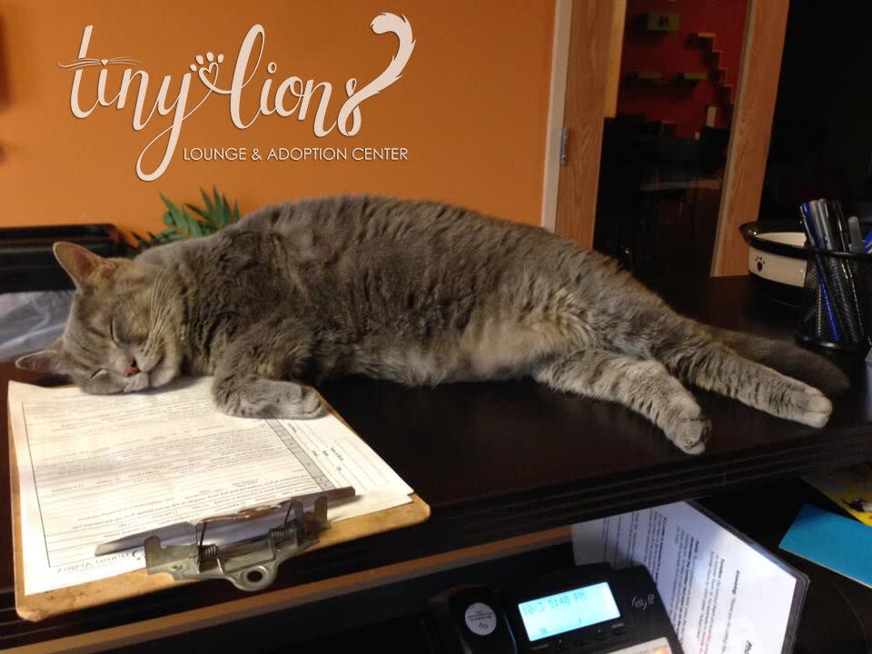 Adopt From CatCafe Lounge - CATCAFE LOUNGE