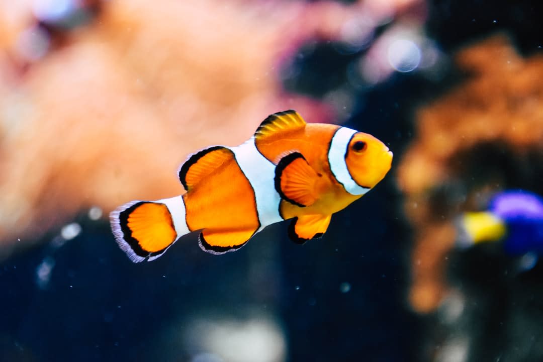 Bob s Tropical Fish