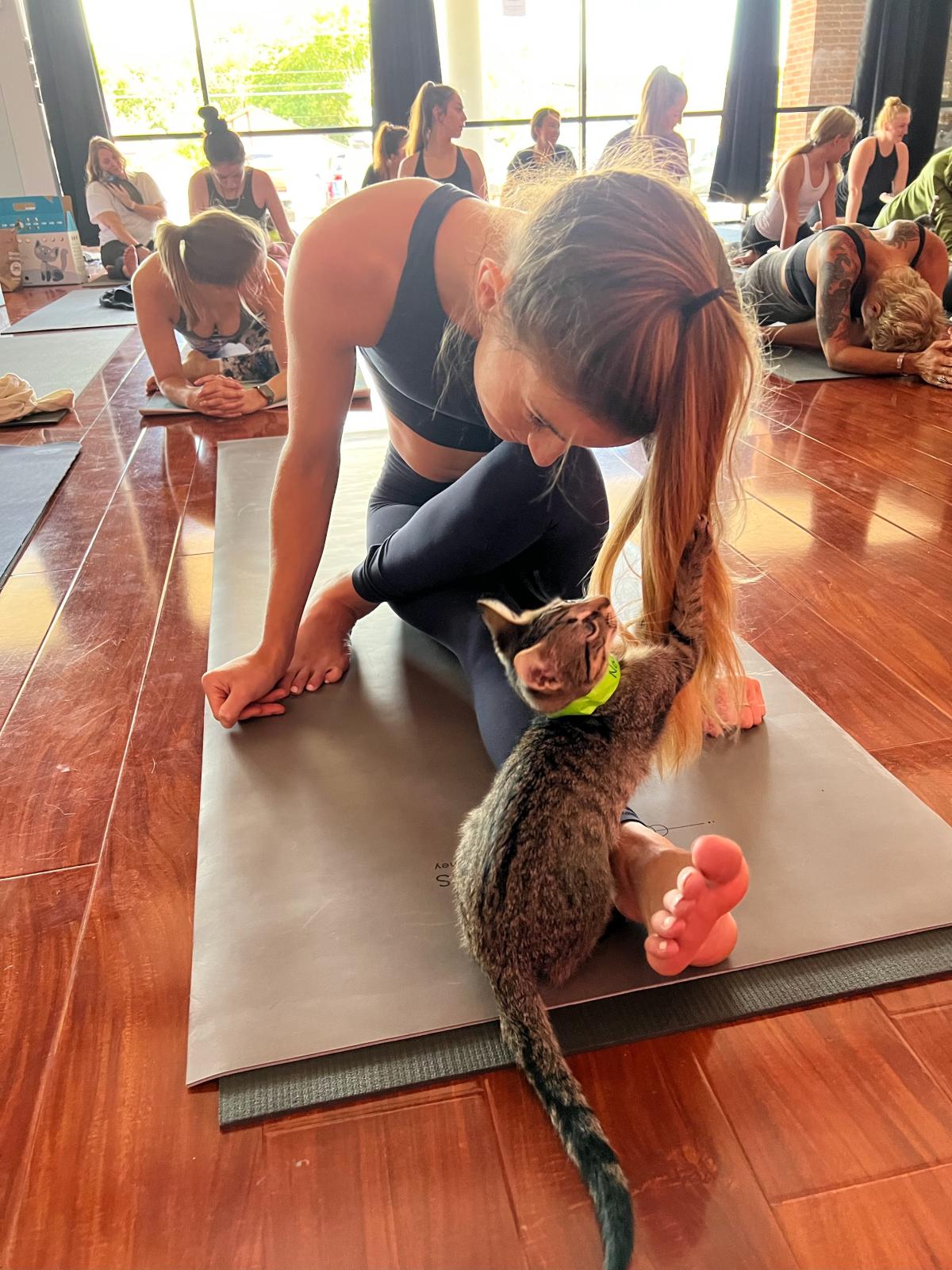 Kitten Yoga | Austin, TX
