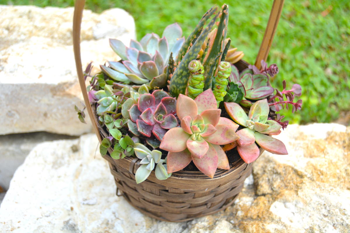 The Blue Ghost Plant Co.