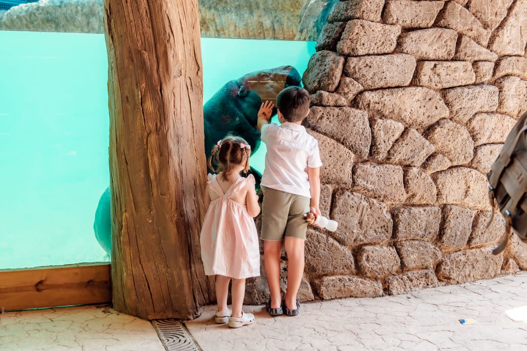 How to Get to the Anchors on Zoo Wall: Ultimate Step-by-Step Guide