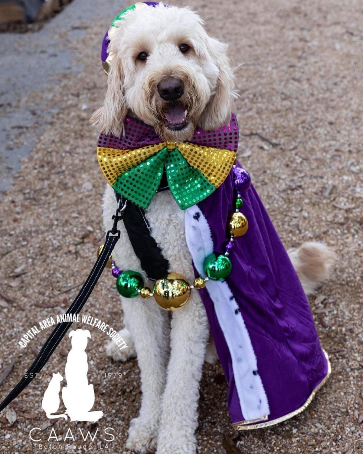 Louisiana State University Dog Jersey