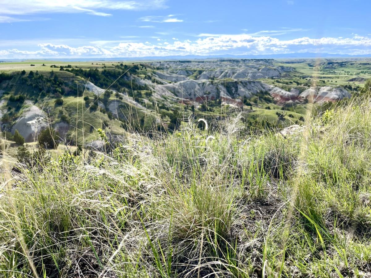grasslands  Report: We lost over 2.5 million acres of grassland in one year | SDPB