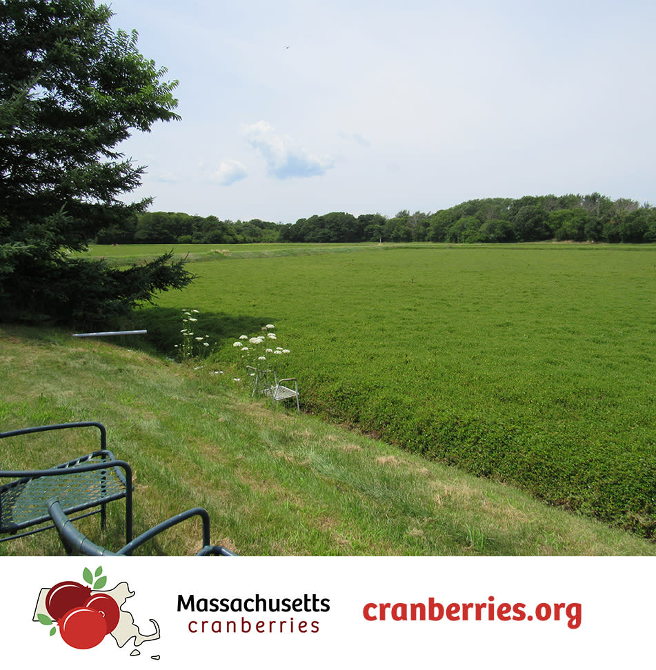 Cranberry Bog Group Tours