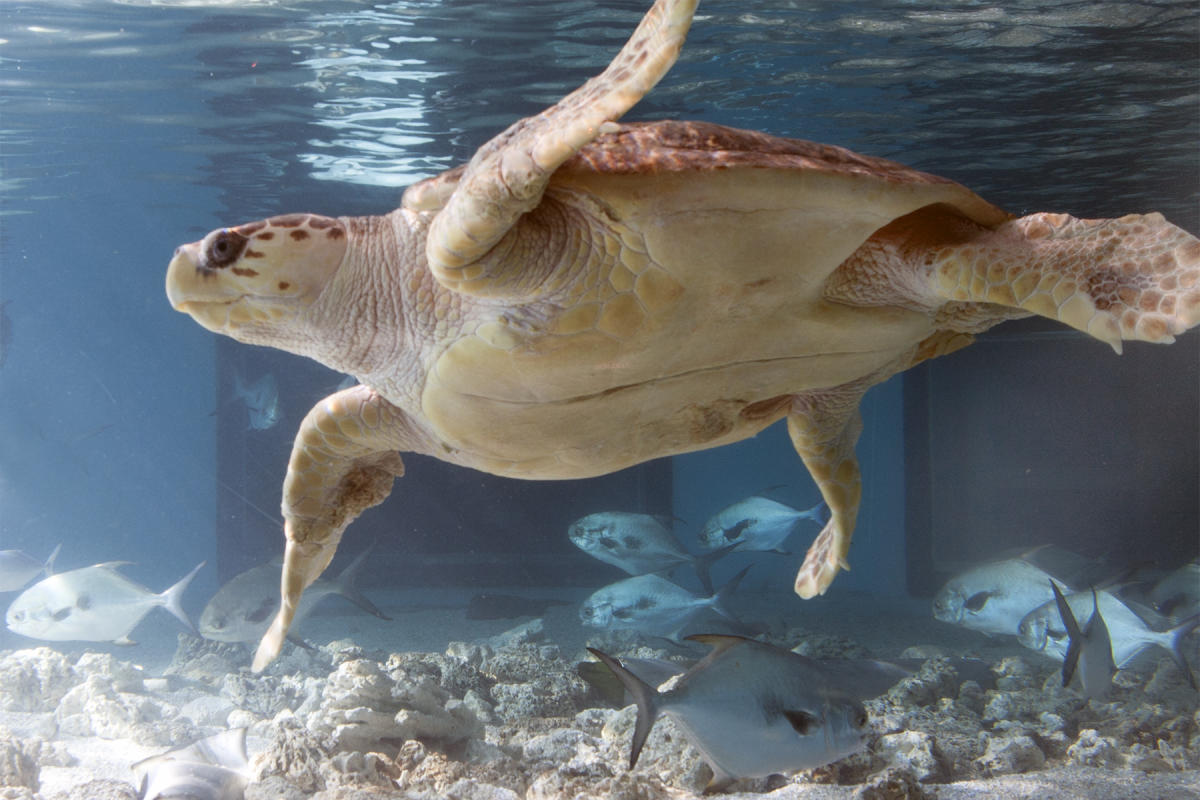 The Maritime Aquarium at Norwalk