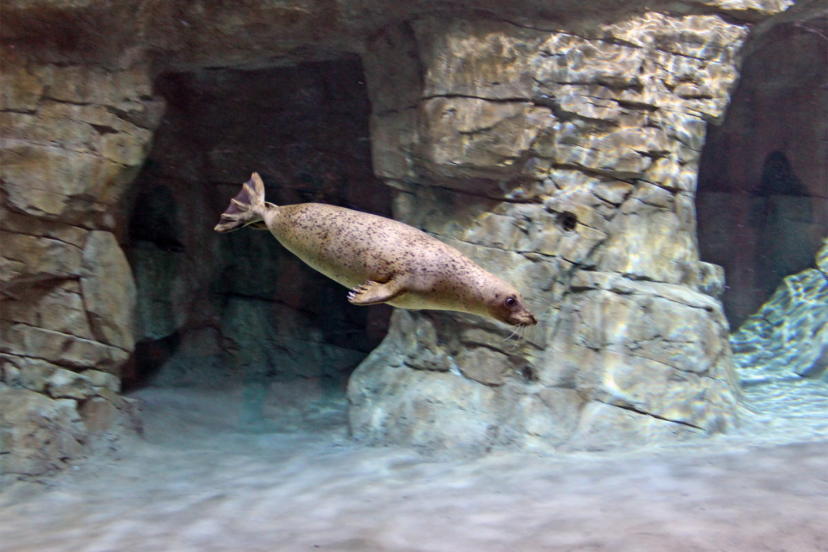 a5.new-seal-exhibit_89AC3F87-