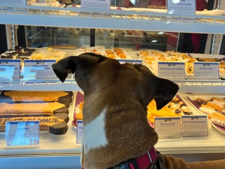 Dog store downtown cheap