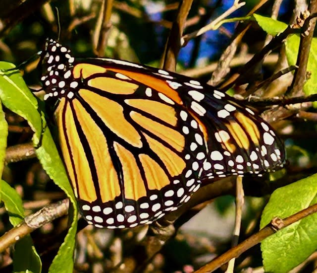Monarch Festival at Art on the Parish Green | New Albany, IN 47150