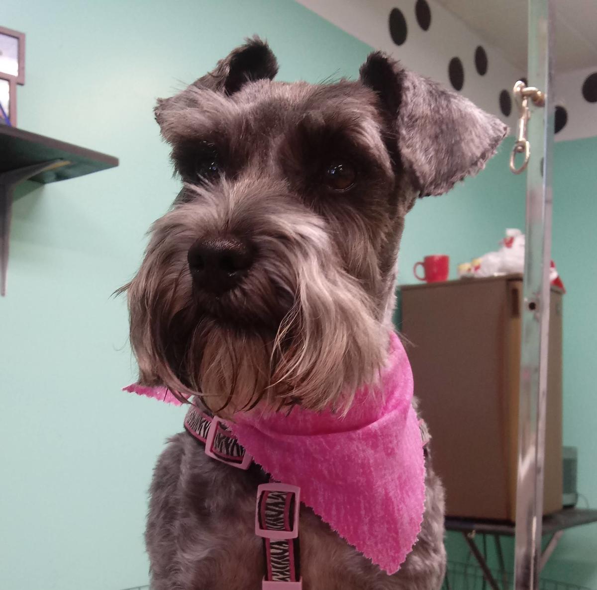 Hugs Kisses Grooming Palace Newport NC