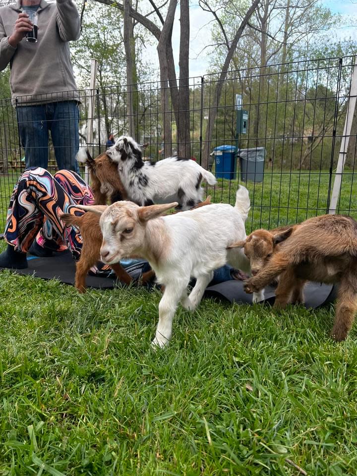 Goat Yoga at Pooles Island Brewing Co. Tickets, Sun, Apr 28, 2024