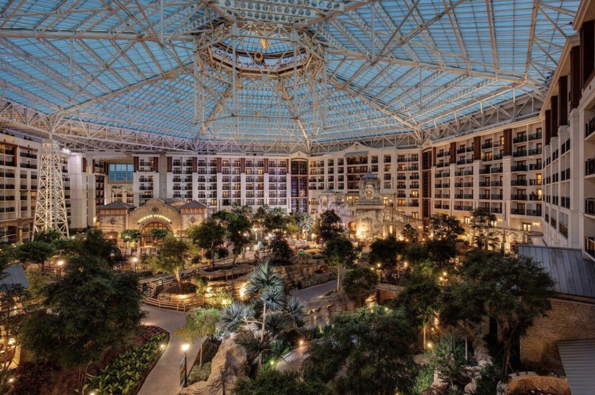 buying san pedro cactus San Pedro Cactus  AceMegaSucculents