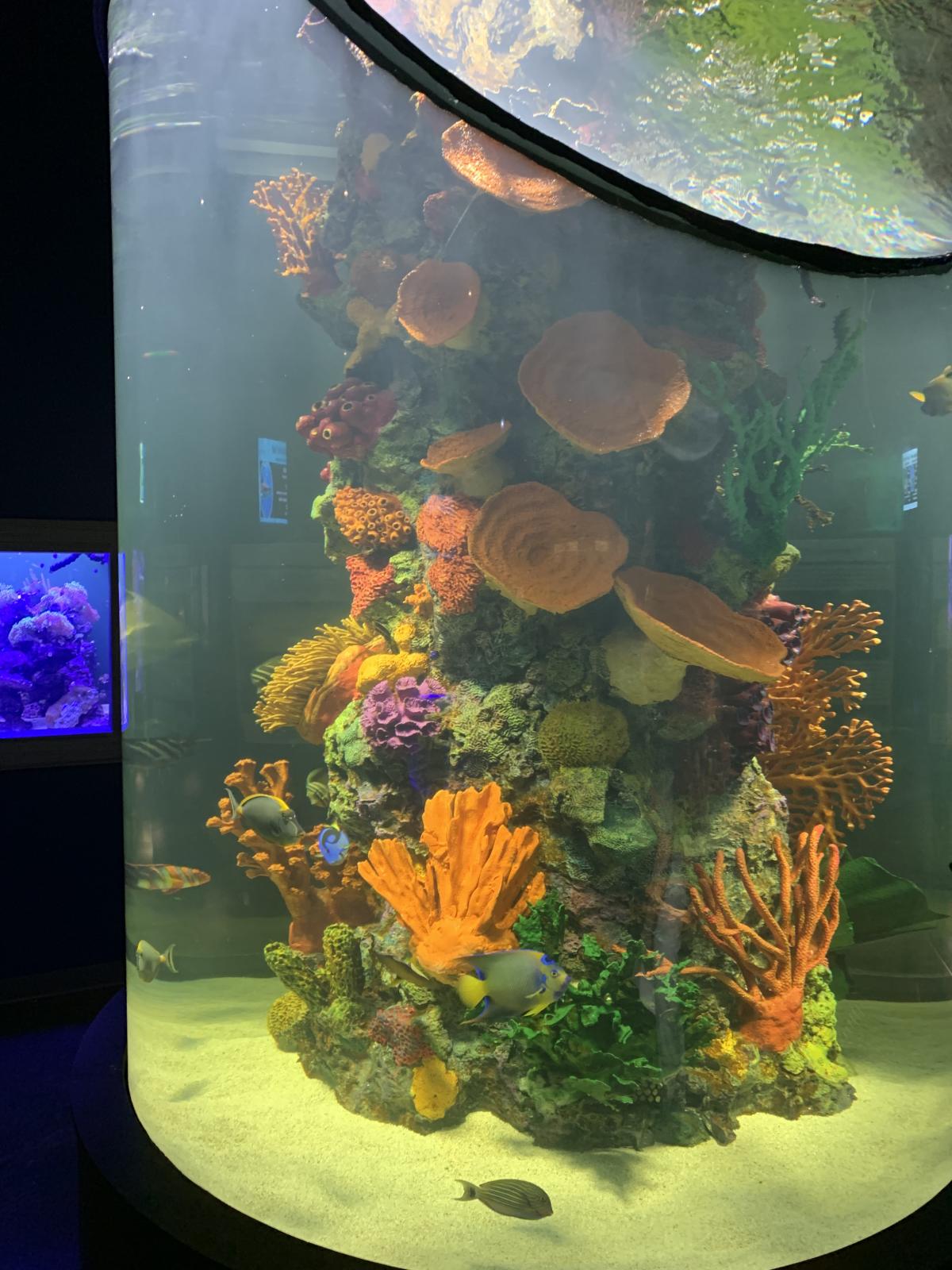 Daytona Aquarium & Rainforest Adventure Daytona Beach, FL 32114