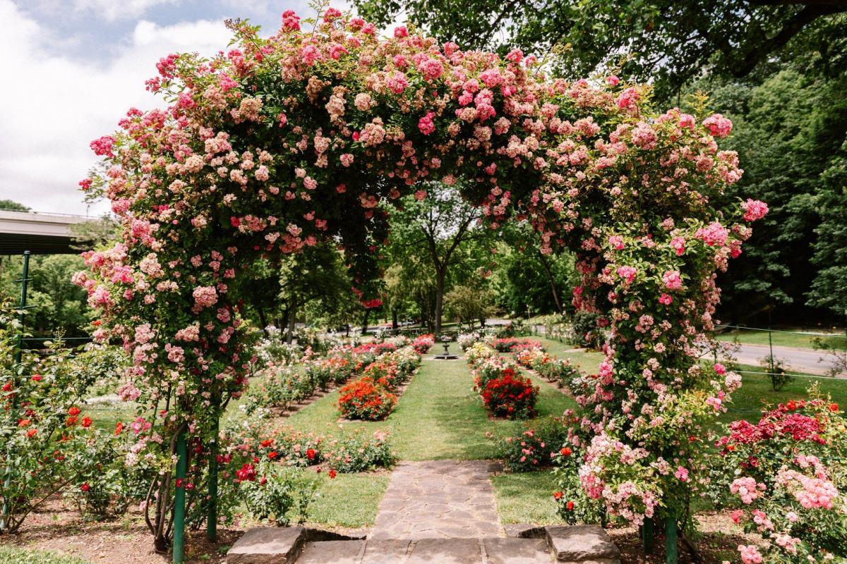 Jasper Crane Rose Garden