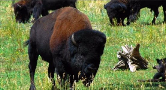 Buffalo Herd Nature Preserve 1