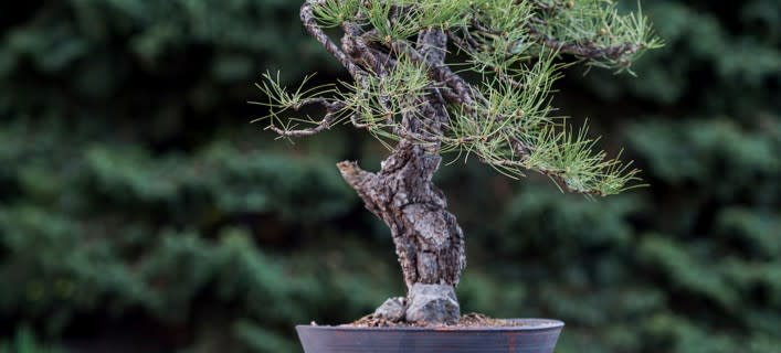 Foundations of Bonsai in Colorado