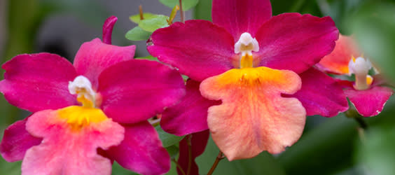 Love in Bloom Tours 1