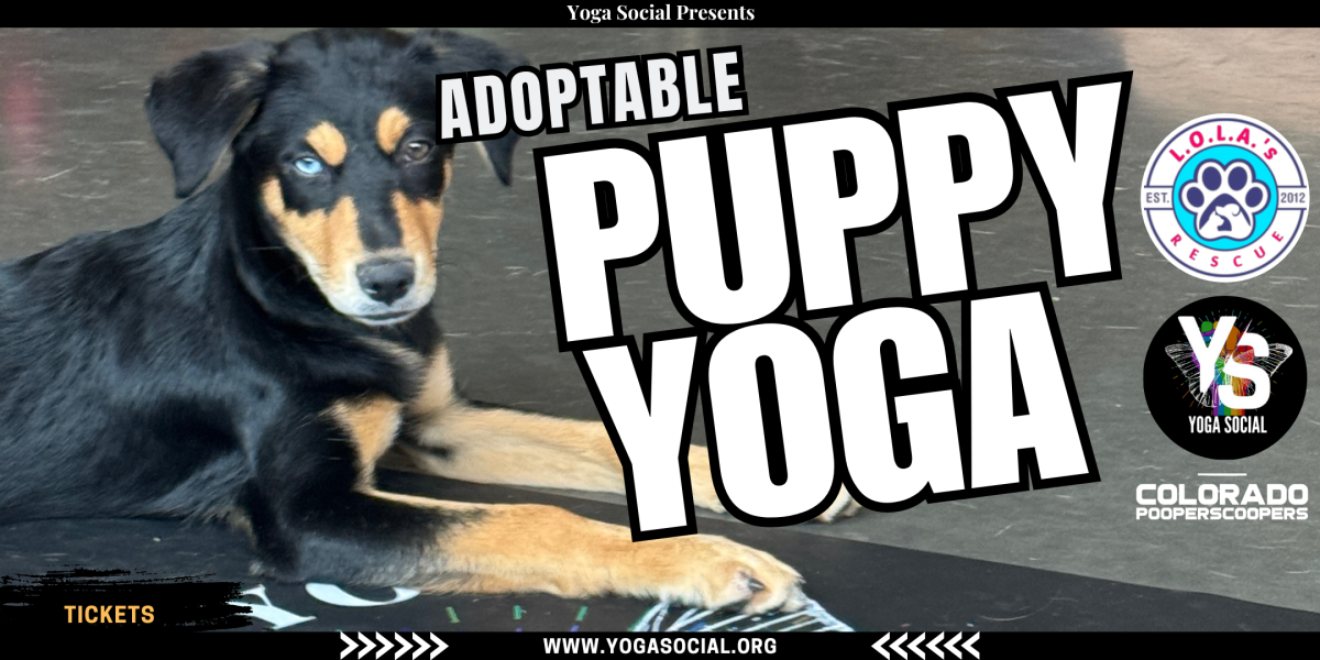 Adoptable Puppy Yoga + Social Hour 2