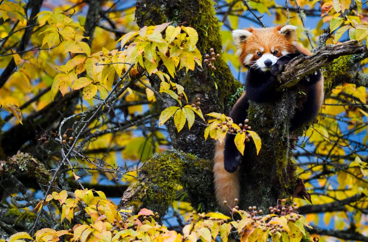 Wild Asia: Life at Extremes 3D 1
