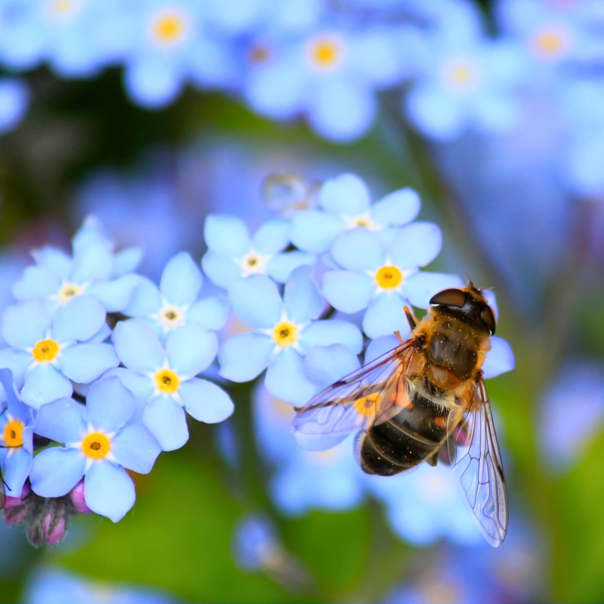 Colorado Pollinators by Butterfly Pavilion 1