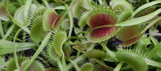 Be Botanically Bewitched Tour 1