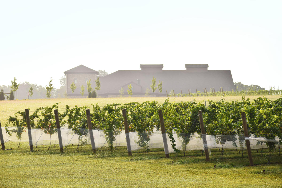 Folino winery online