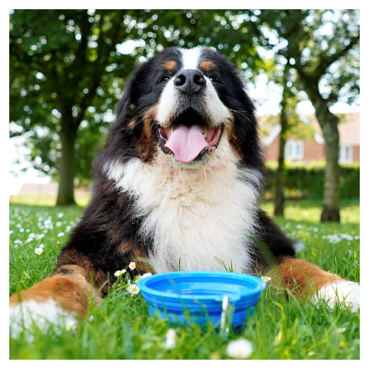 Elmhurst animal emergency hospital sales