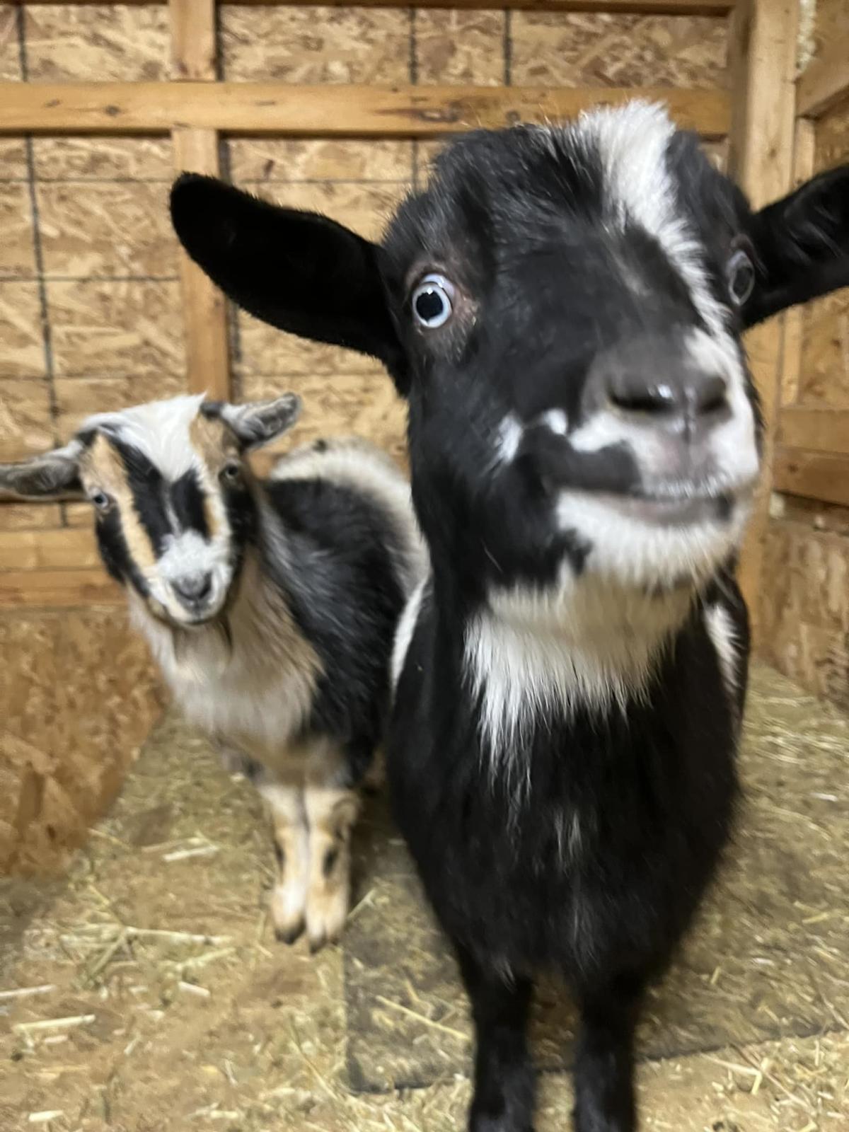 Kaizen Ridge Farm | Victor, NY